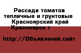 Рассада томатов тепличные и грунтовые  - Красноярский край, Красноярск г.  »    